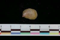 藏品(拖鞋舟螺)的圖片